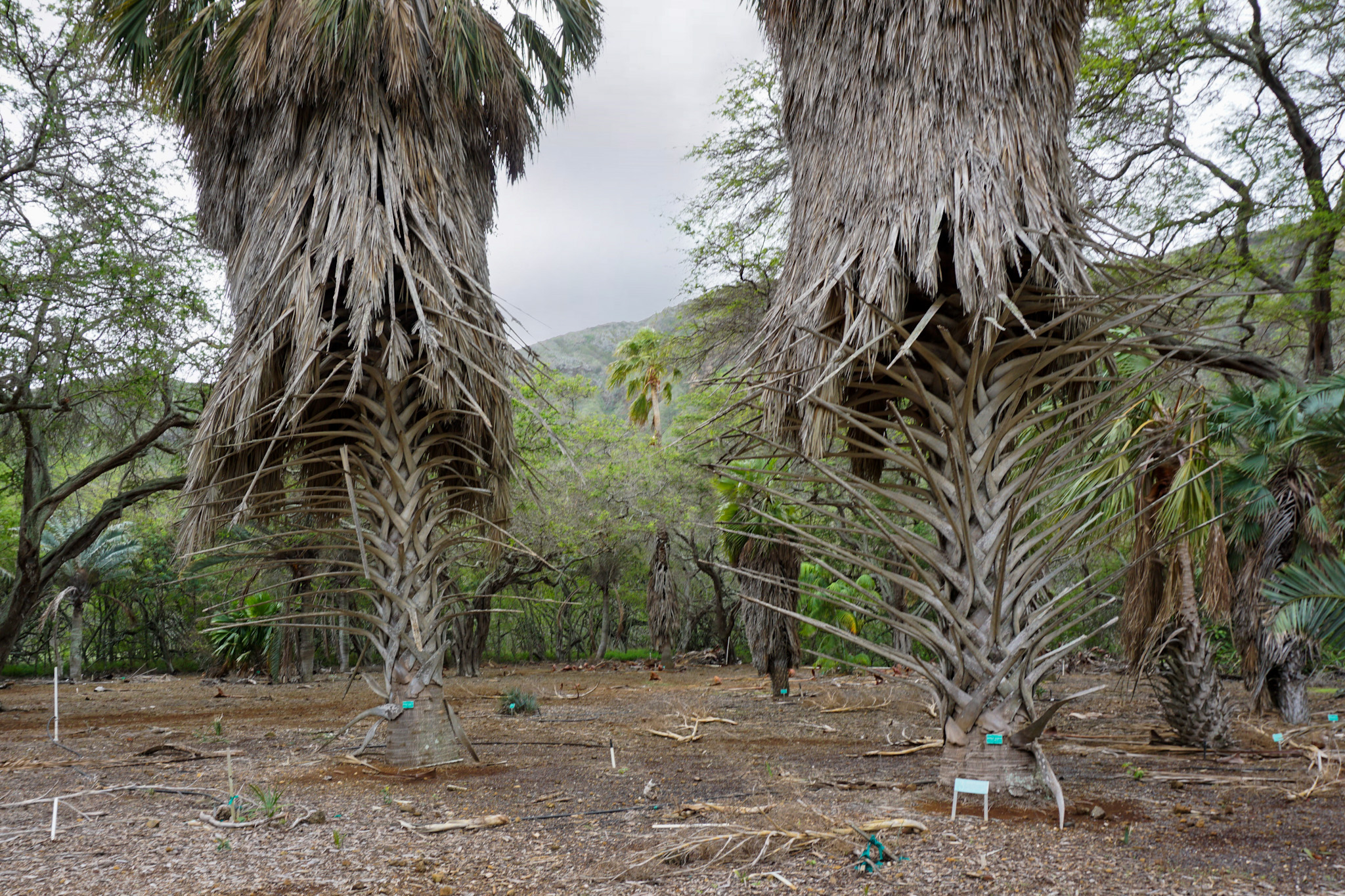 Odd looking palm trees at Koko Botanical Gardens (Oahu)