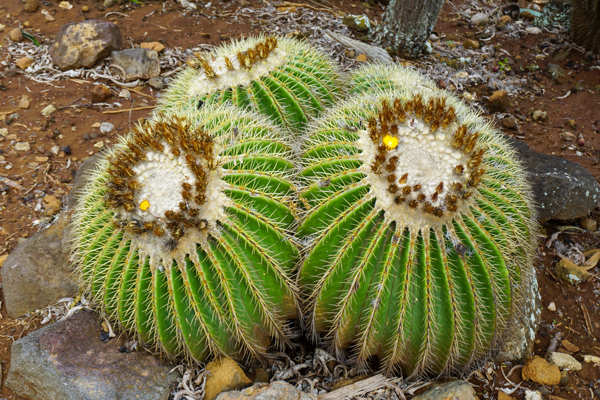 Round Cacti at Koko Botanical Gardens (Oahu, Hawaii)