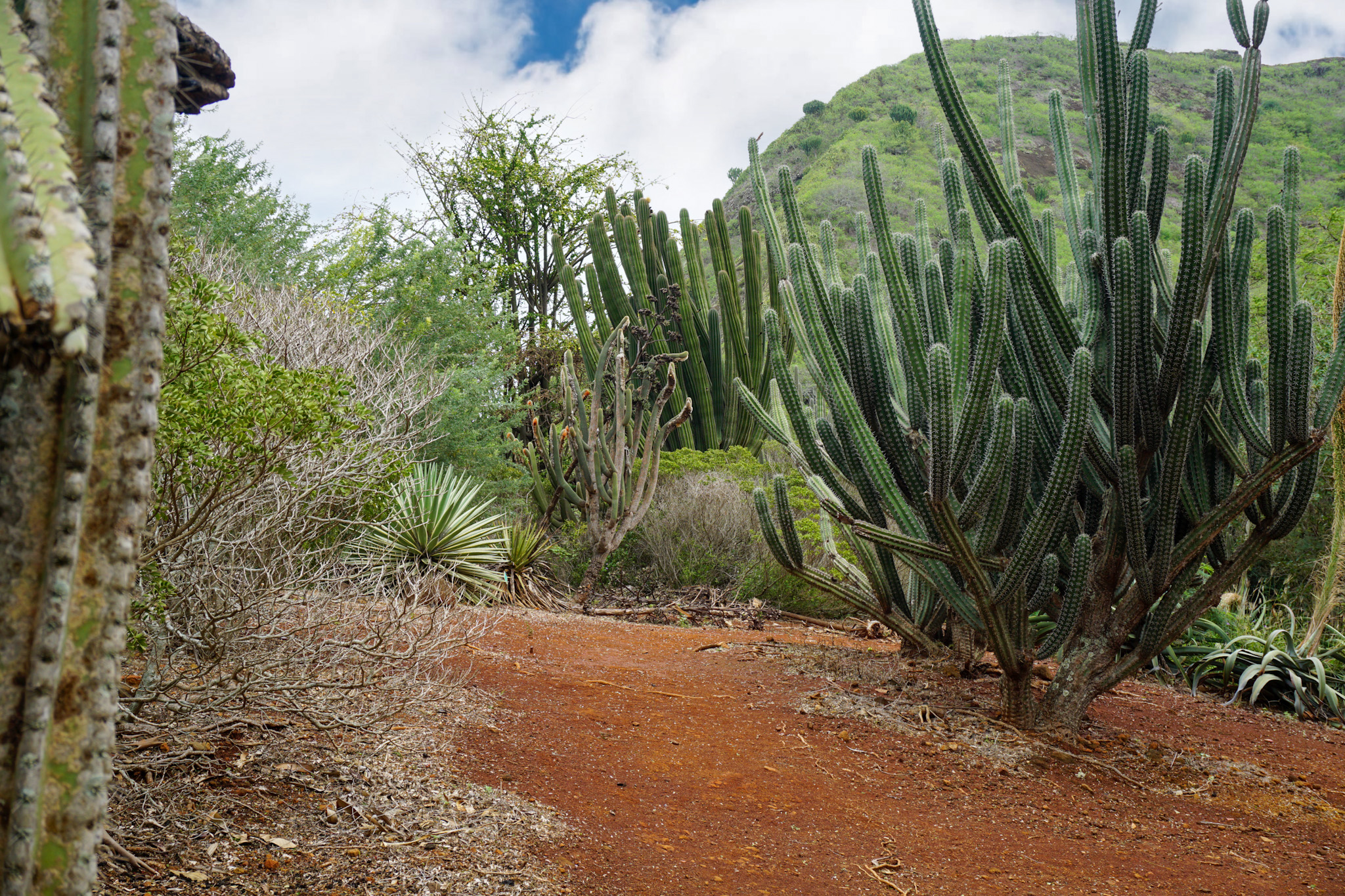 Cacti at Koko Botanical Gardens (Oahu, Hawaii)