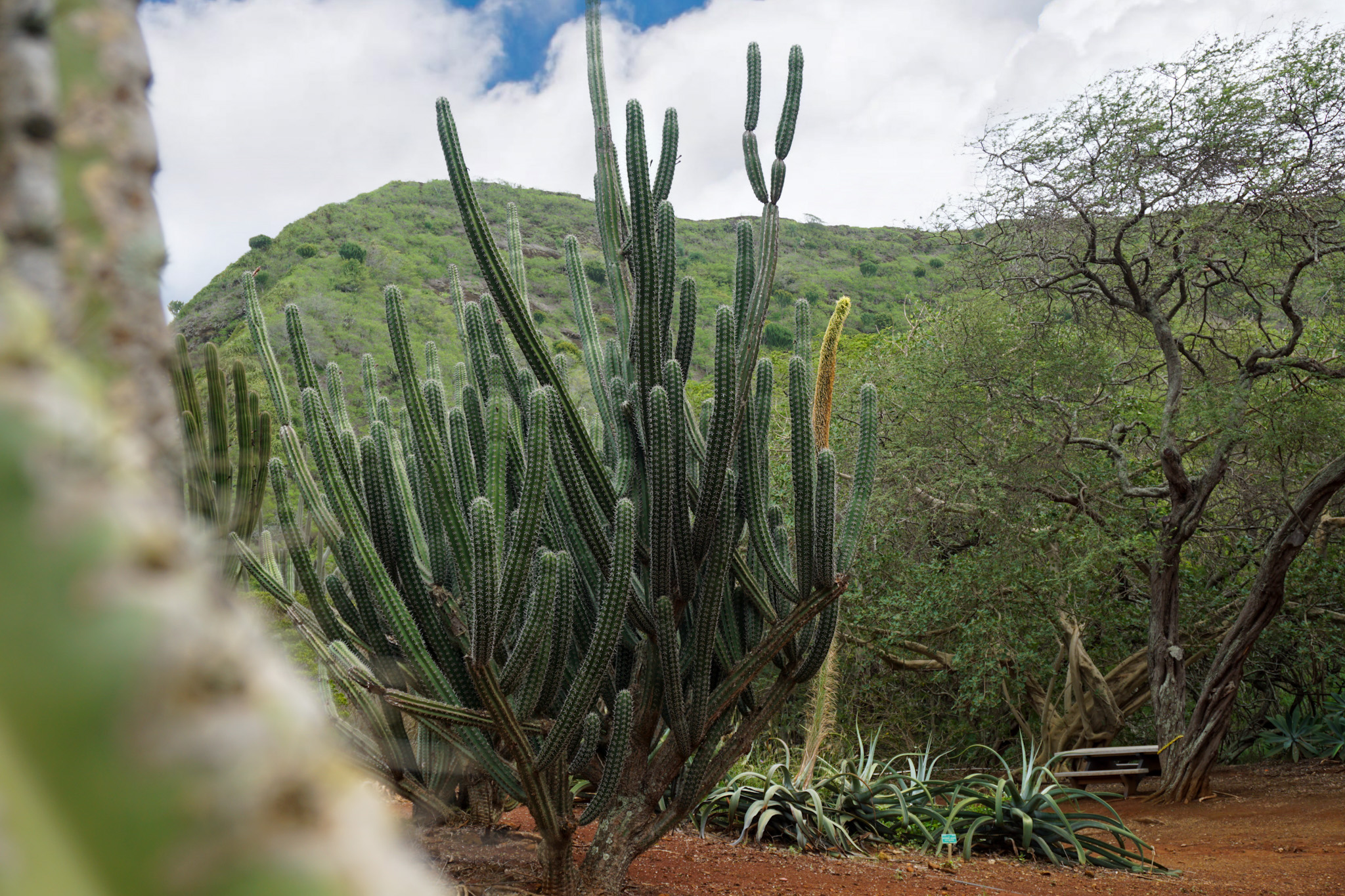 Cacti at Koko Botanical Gardens (Oahu, Hawaii)