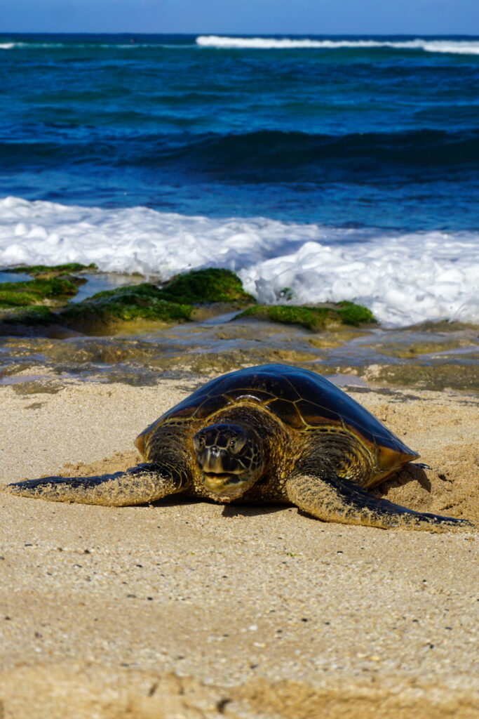 Turtle on Laniakea Beach, North Shore, Oahu, Hawaii