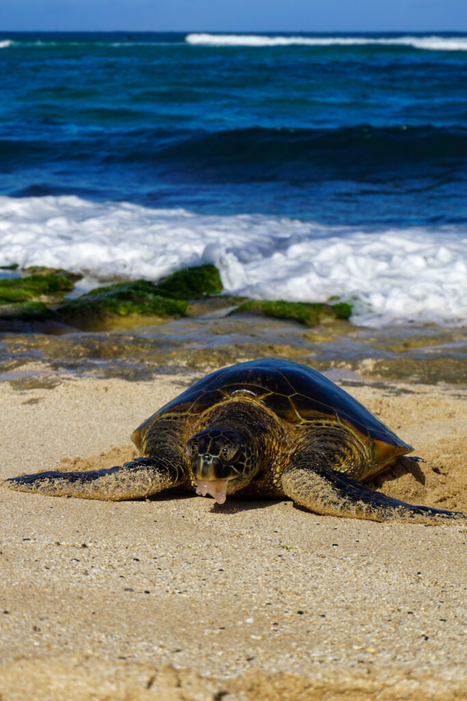 Turtle on Laniakea Beach, North Shore, Oahu, Hawaii