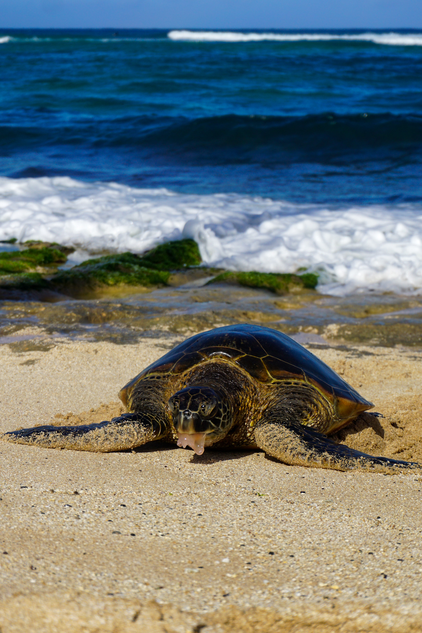 Laniakea – Turtle Beach - LAURALOHA TRAVEL