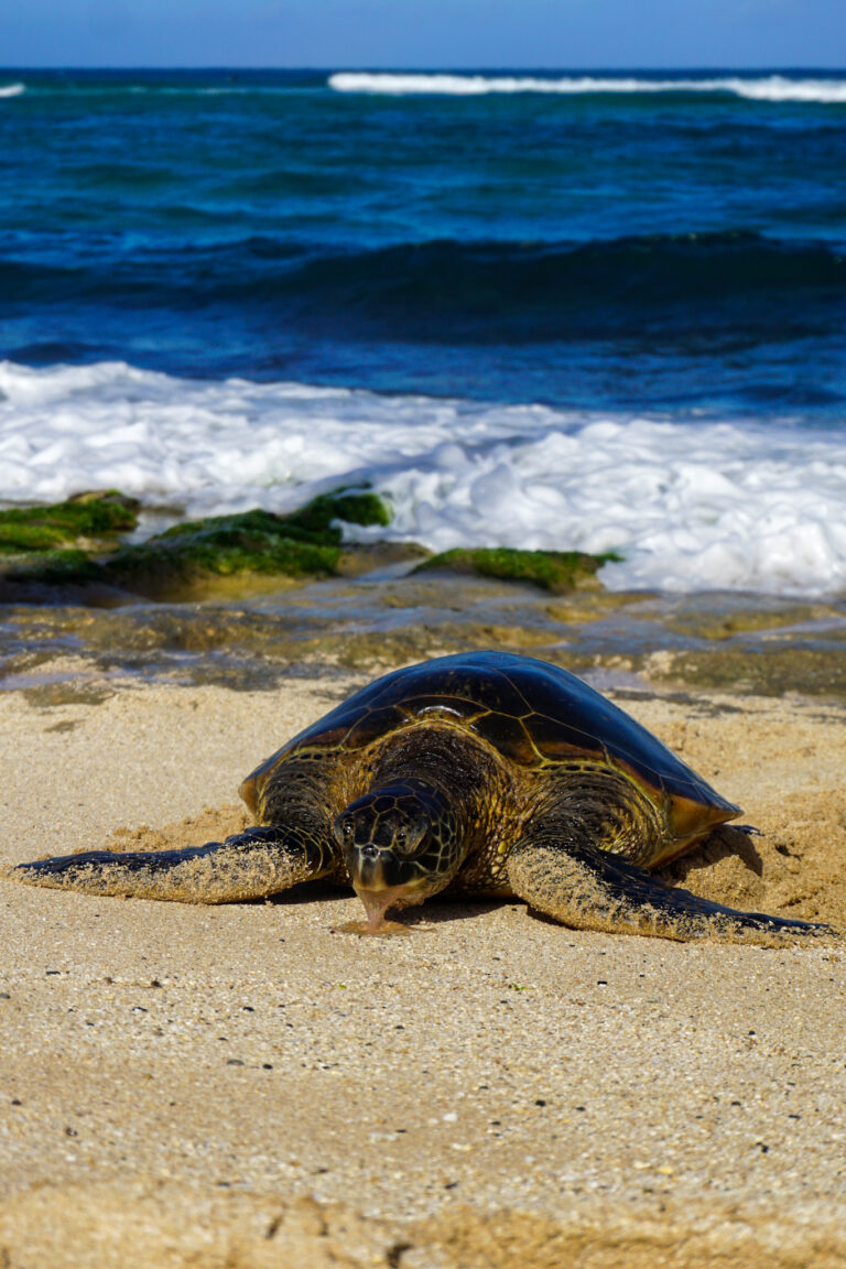 Laniakea – Turtle Beach - Lauraloha Travel