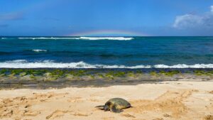 Turtle with rainbow on Laniakea Beach, North Shore, Oahu, Hawaii