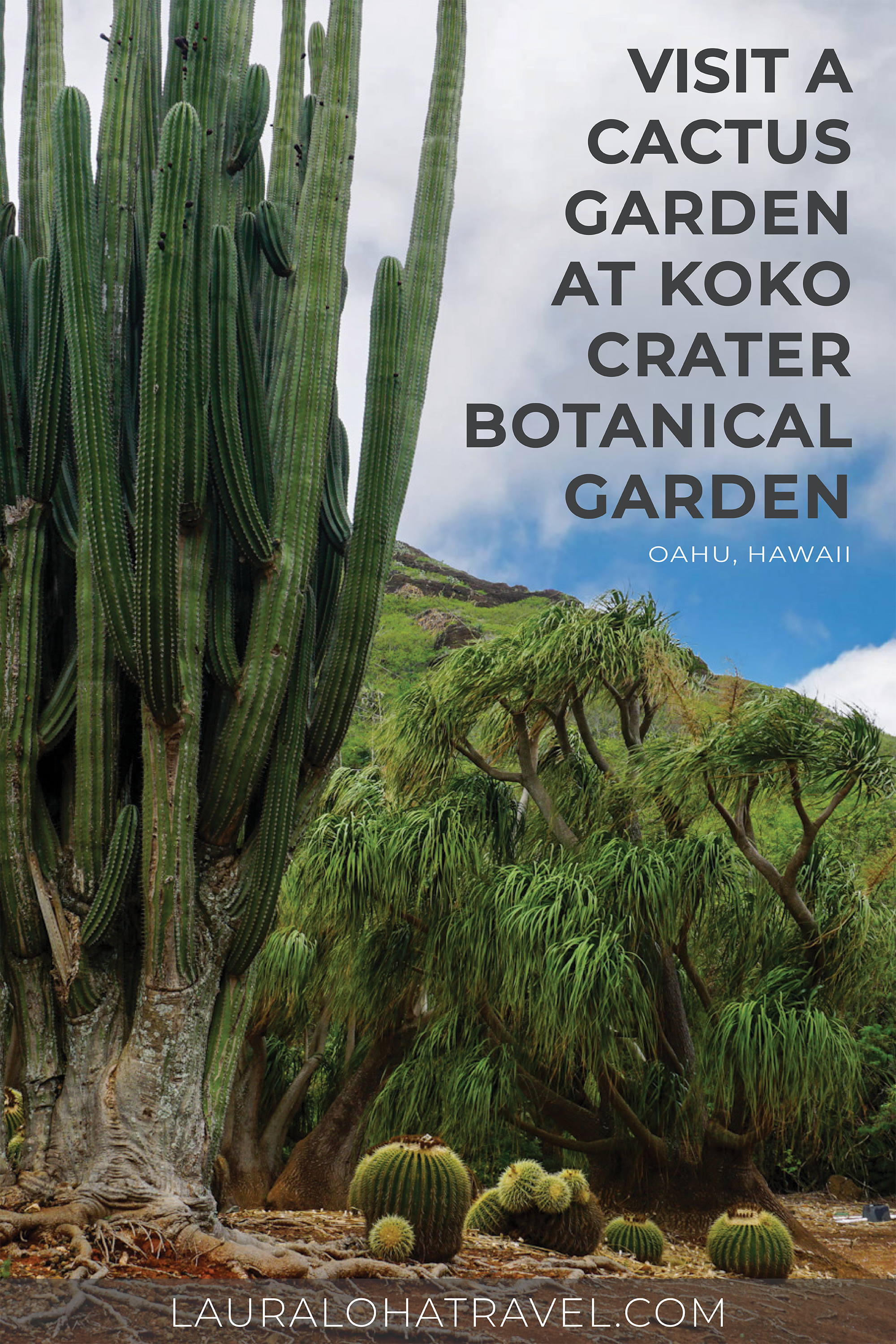 Pinterest Image for Koko Botanical Garden featuring cactuses