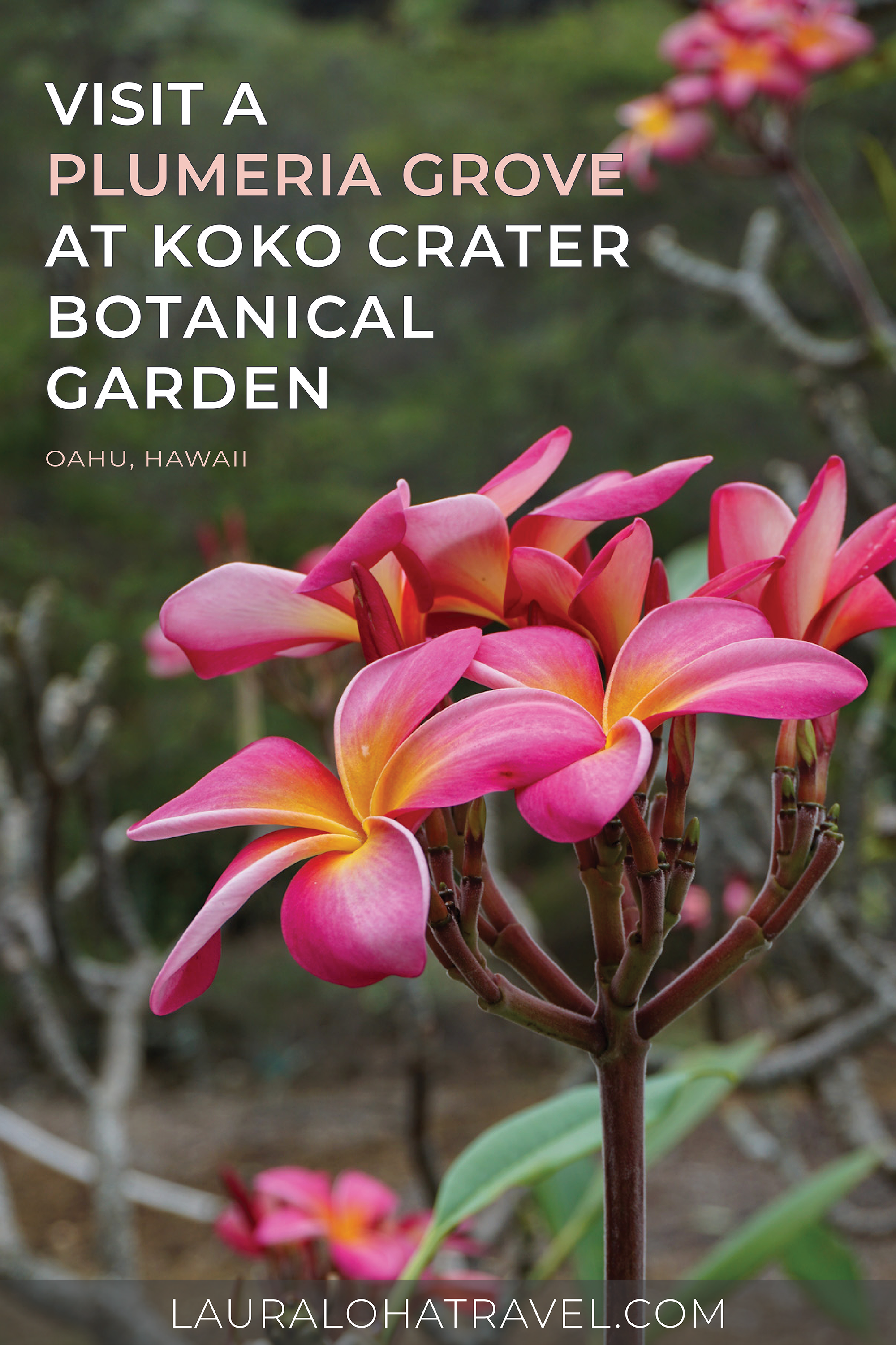 Pinterest Image for Koko Botanical Garden featuring bright pink plumerias