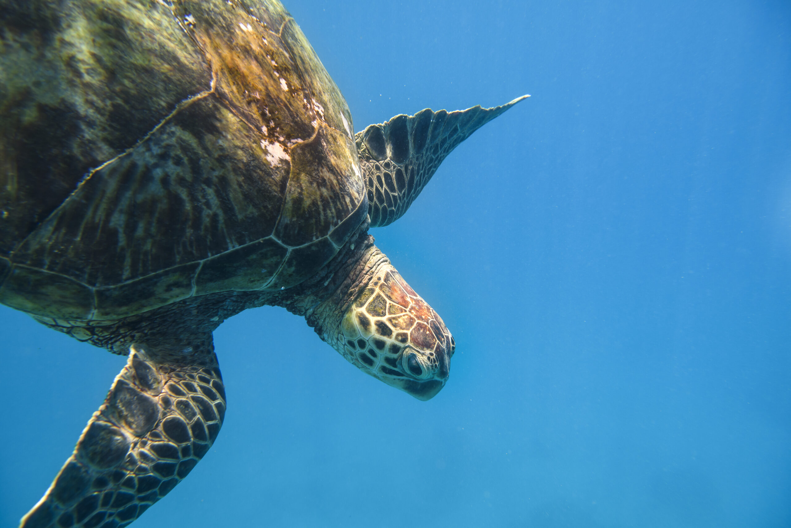 Green Sea Turtle swims in ocean on Hawaii beach