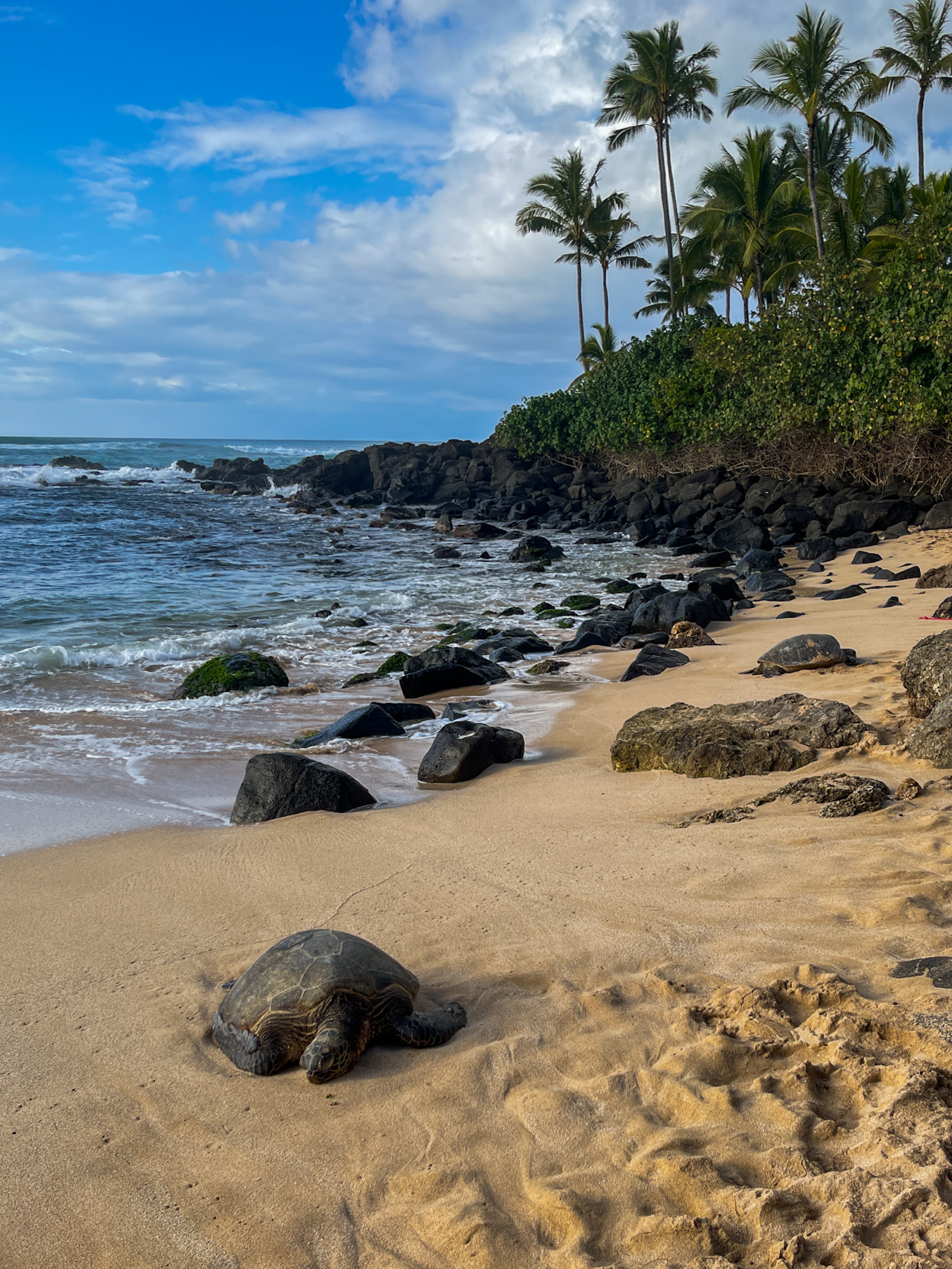 Turtles on Laniakea Beach, North Shore, Oahu, Hawaii