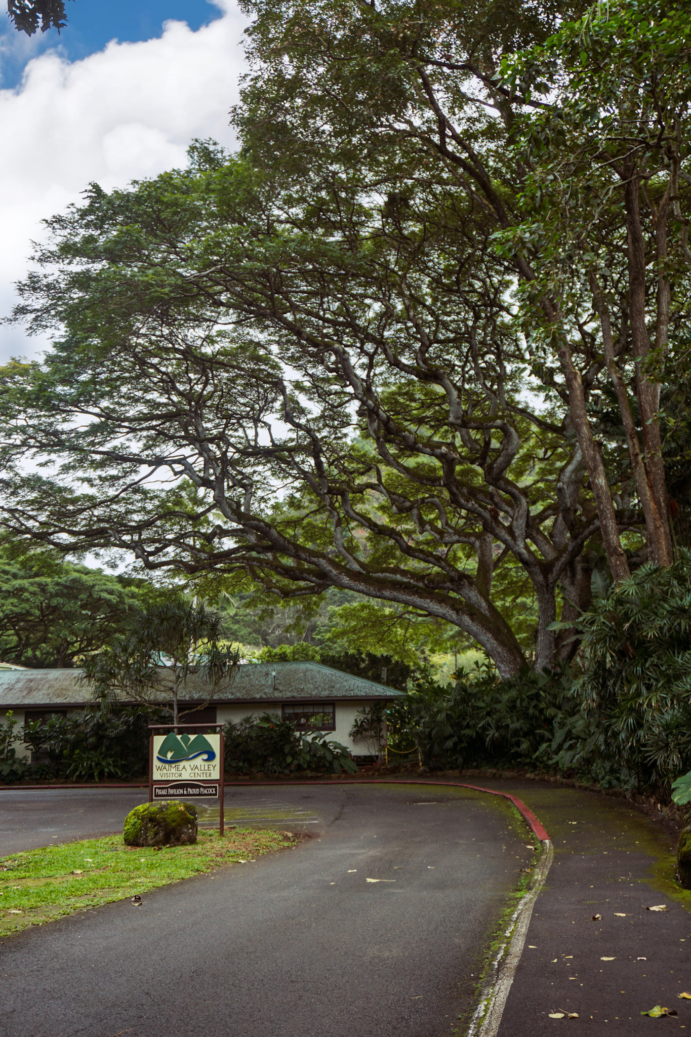 Entrance to Waimea Valley featuring moss covered tree