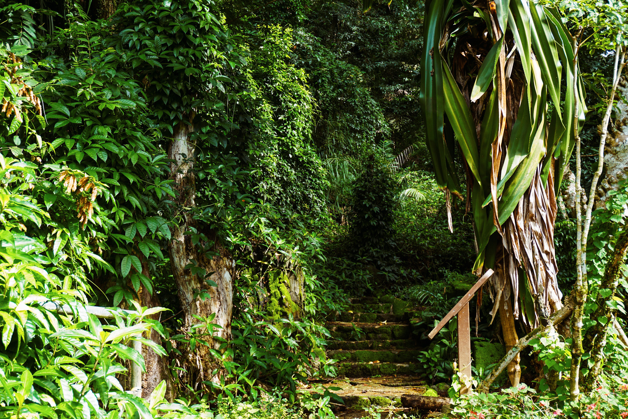 Staircase surrounded by lush green tropical foliage in hawaii botanical garden