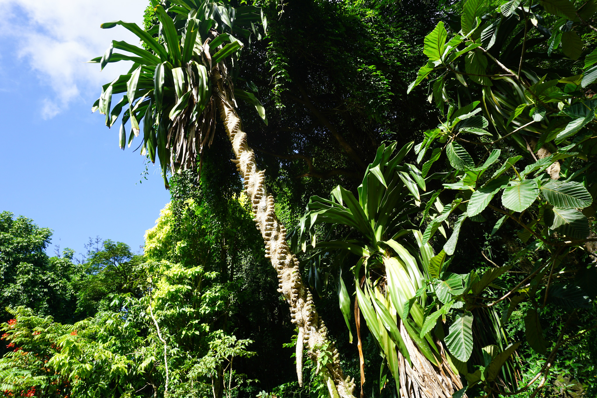Unique palm tree with spiral tree trunk