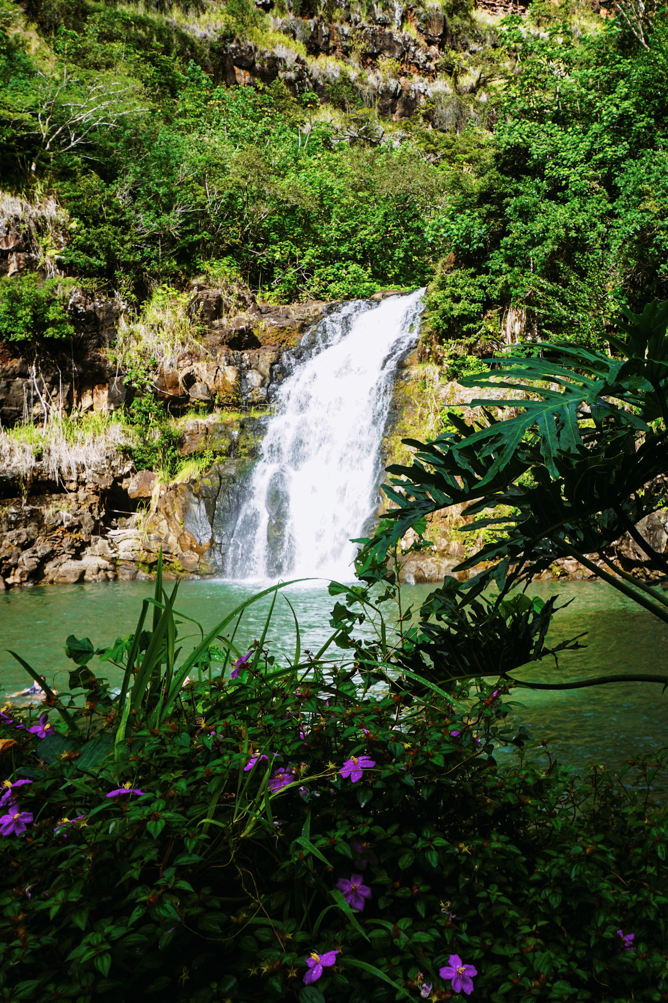 Waterfall surrounded by lush, green tropical foliage