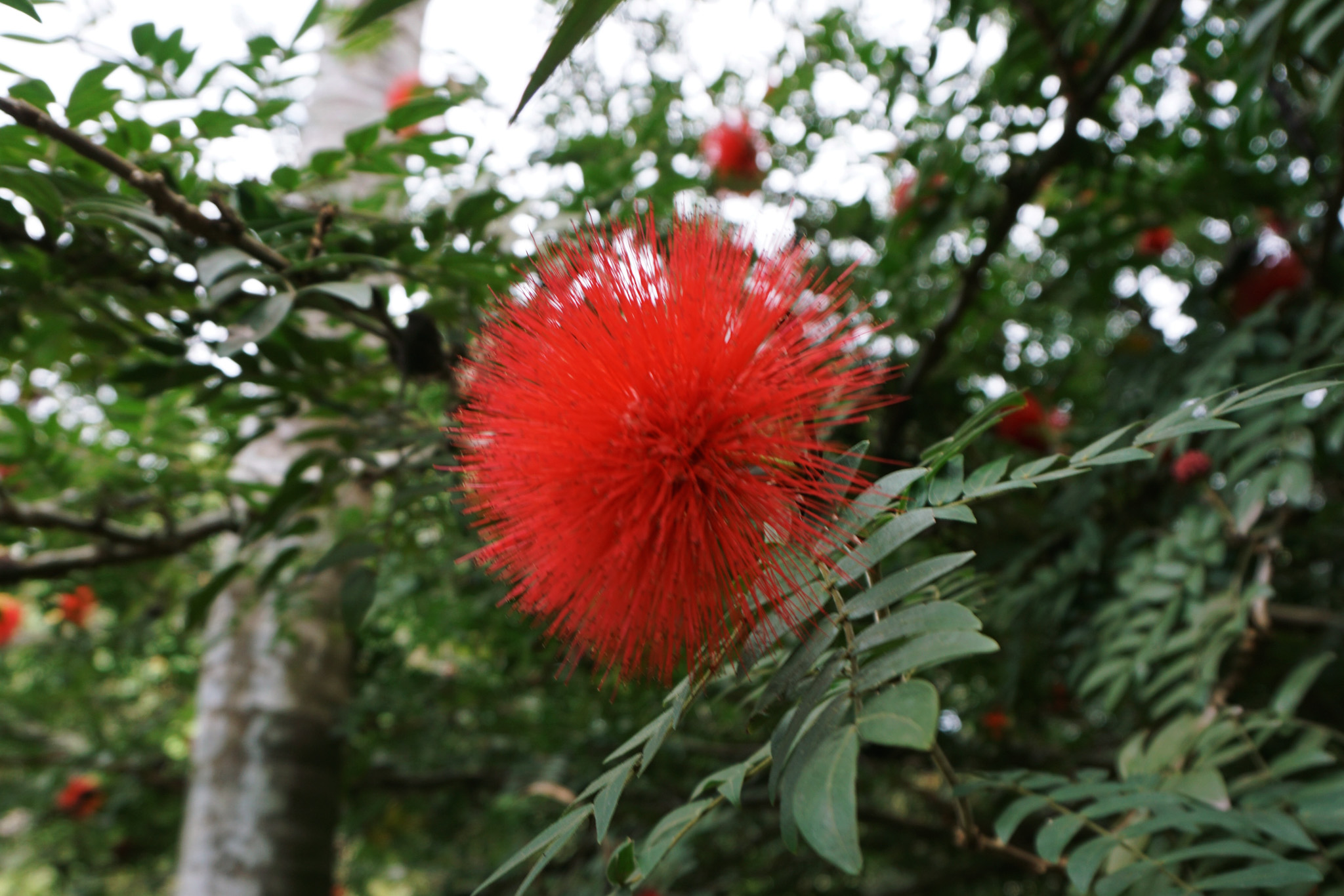 Red flower on tree