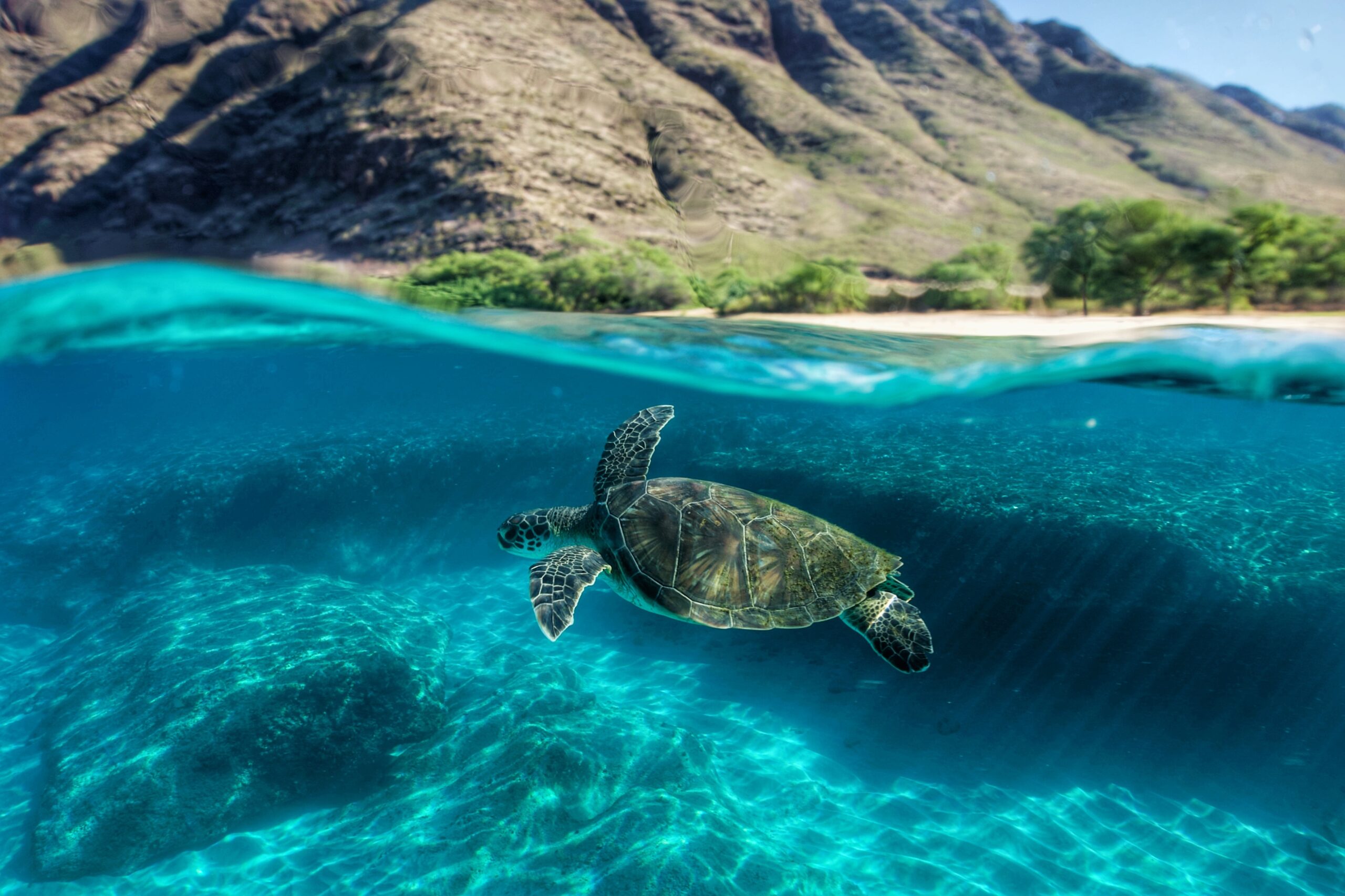 Turtle swimming in blue ocean on Oahu west coast beach