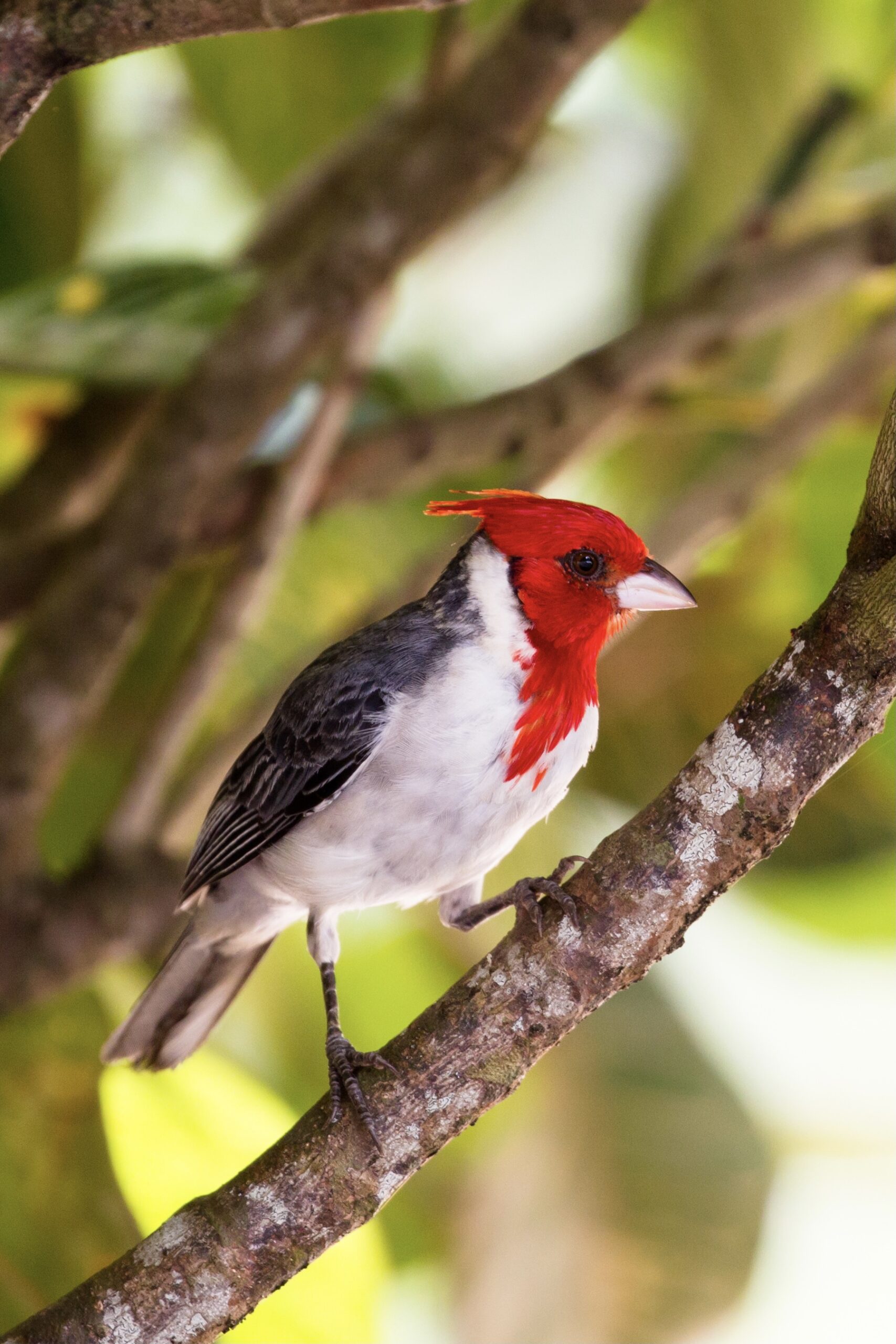 Photo of red bird on branch