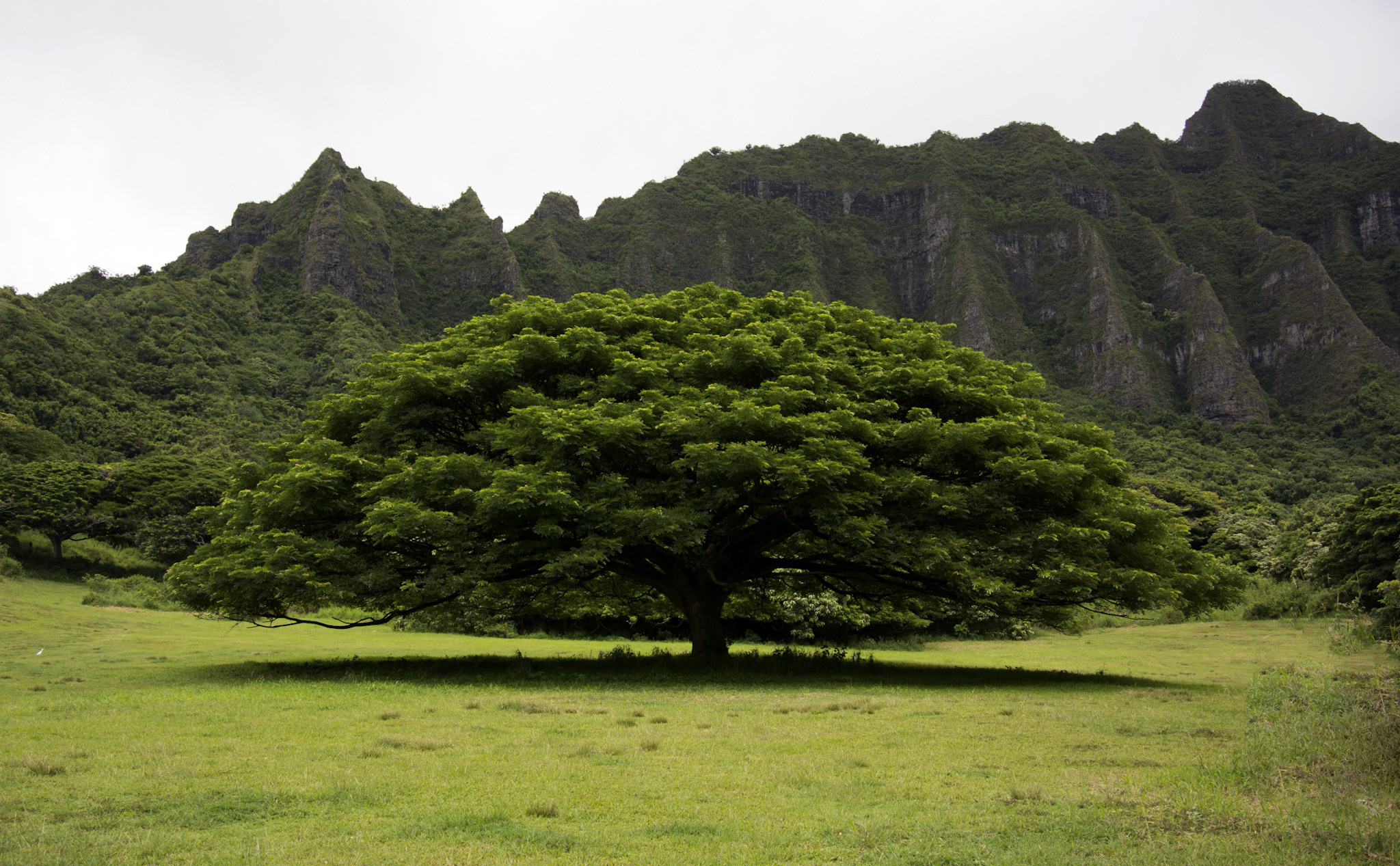 Monkeypod Tree on the North Shore of Oahu, Hawaii