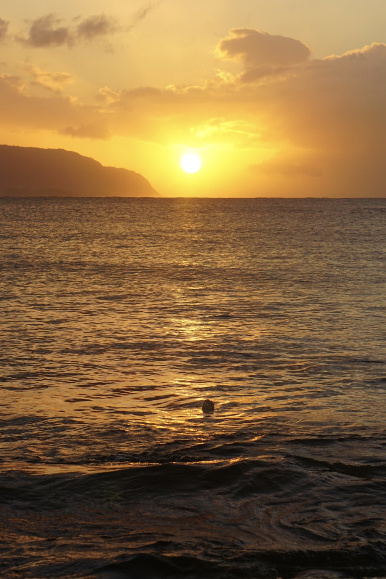Turtle coming up for air at Haleiwa Beach during sunset