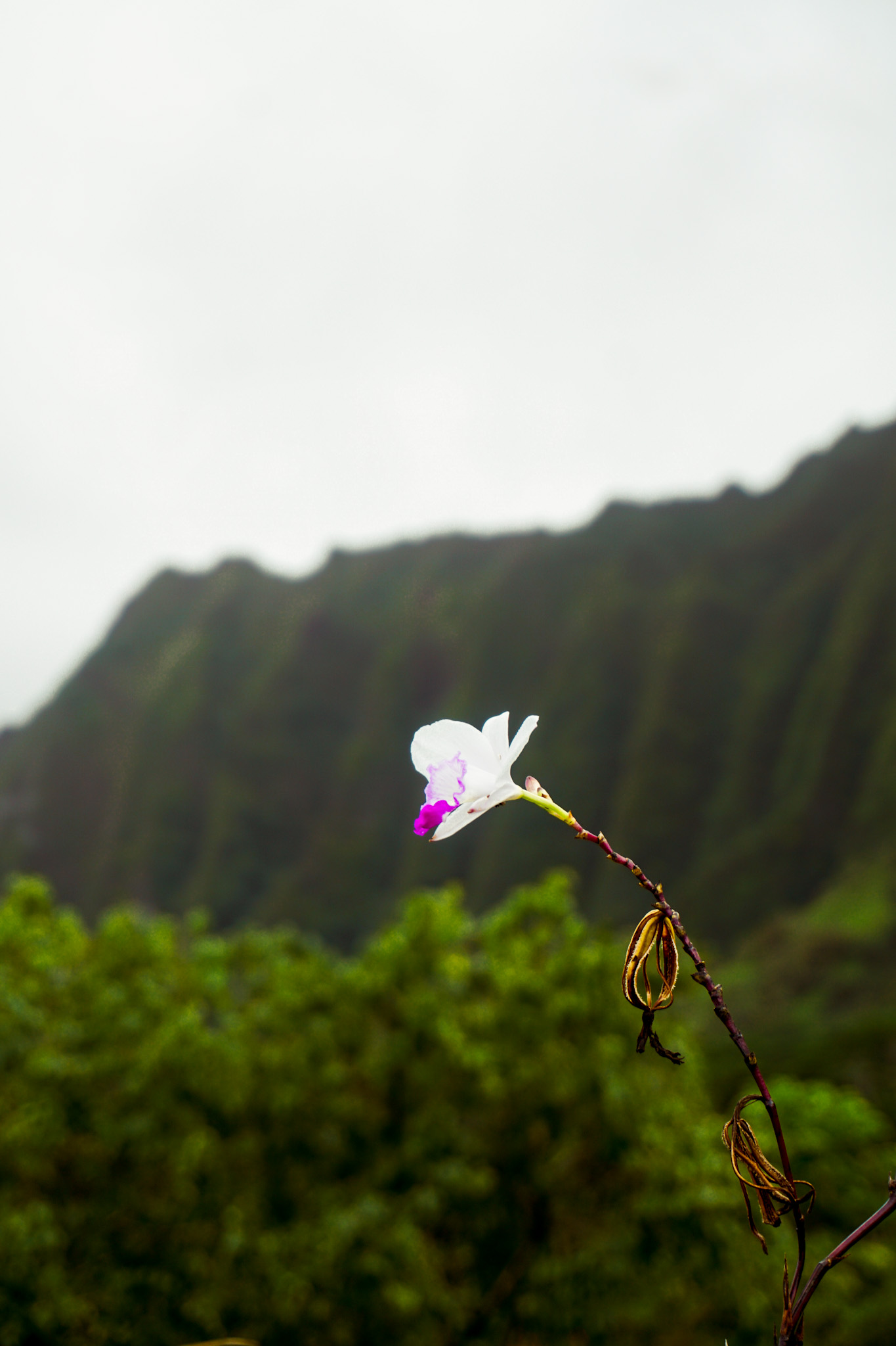flower in front of ko'olau mountain range