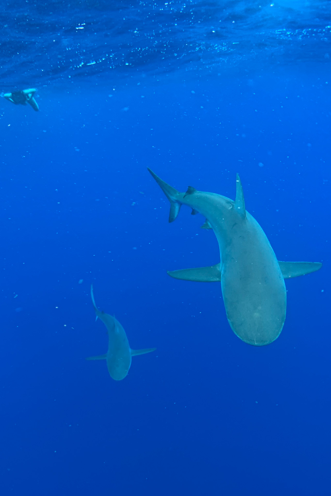 Two Galapagos sharks in the ocean