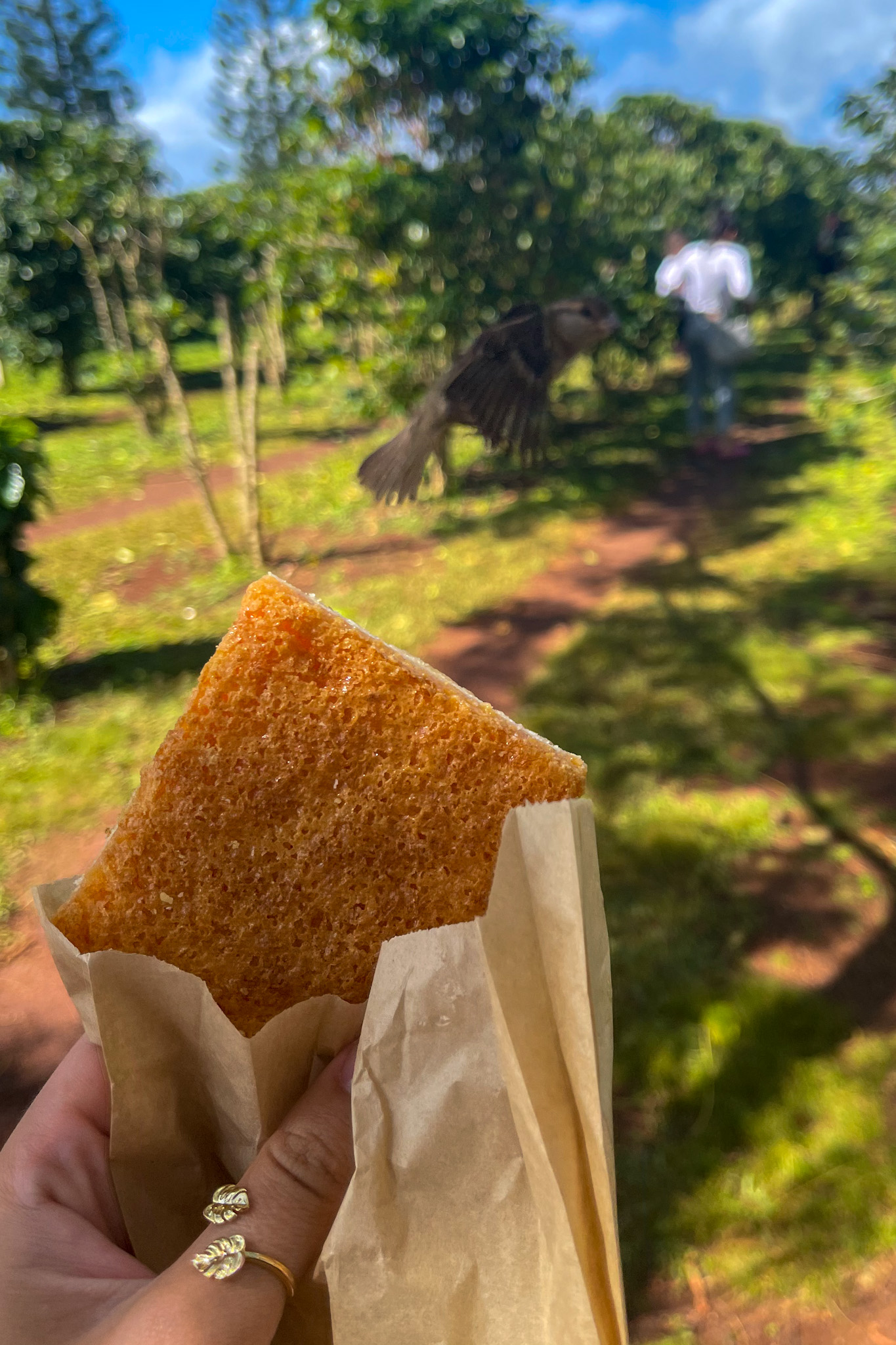 Lilikoi (passion fruit) bar pastry from Green World Farms North Shore, Oahu, Hawaii with bird flying in background on coffee farm