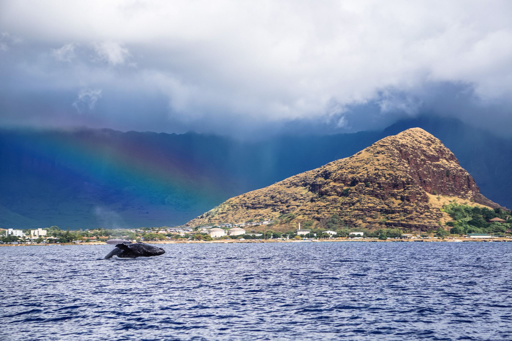 Humpback whale breaching in front of rainbow on Oahu Hawaii west coast Waianai
